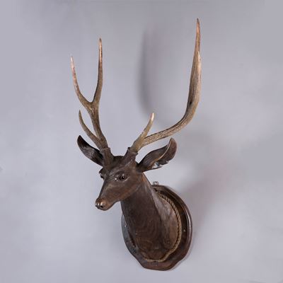 A Rare Life-Sized Black Forest Stag's Head