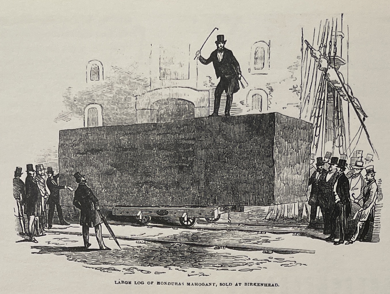 Giant mahogany log being sold at Birkenhead, engraving from the Illustrated London News (1851).